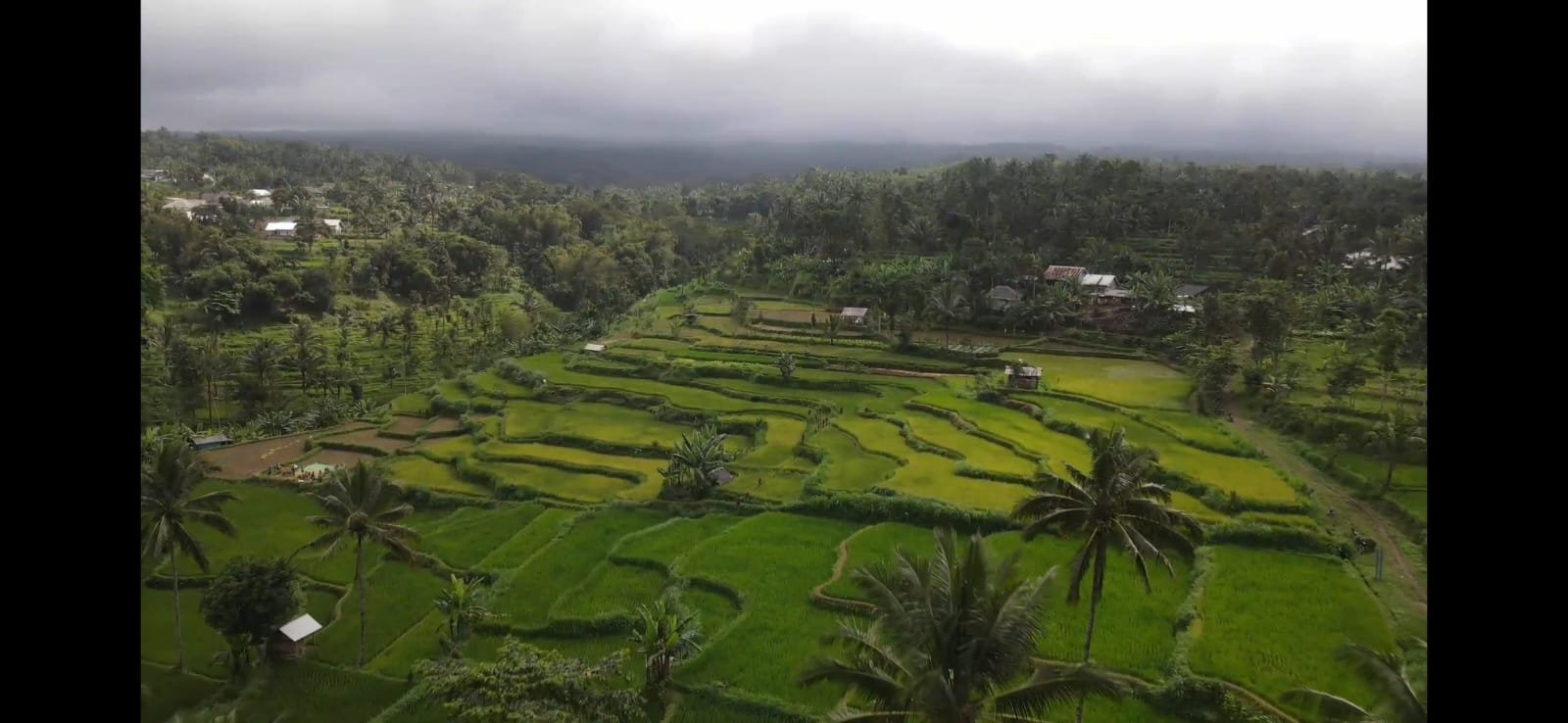 Rizières verdoyantes de Lombok